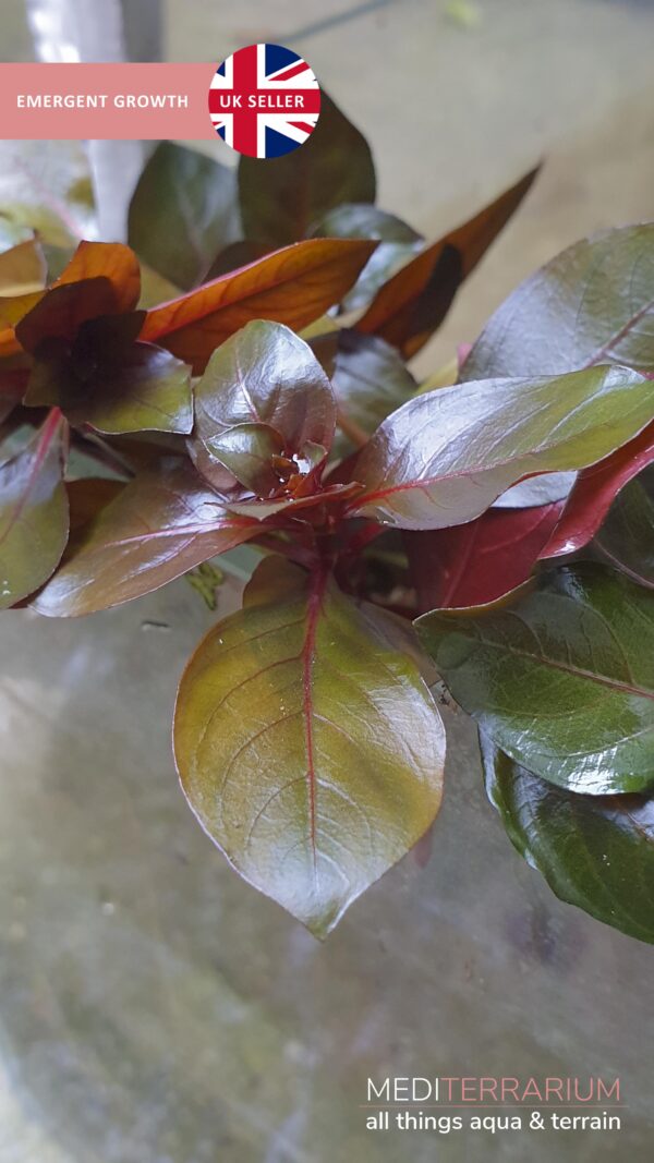 Ludwigia Repens Diamond Red - Tropical live aquarium plants with roots - Image 3