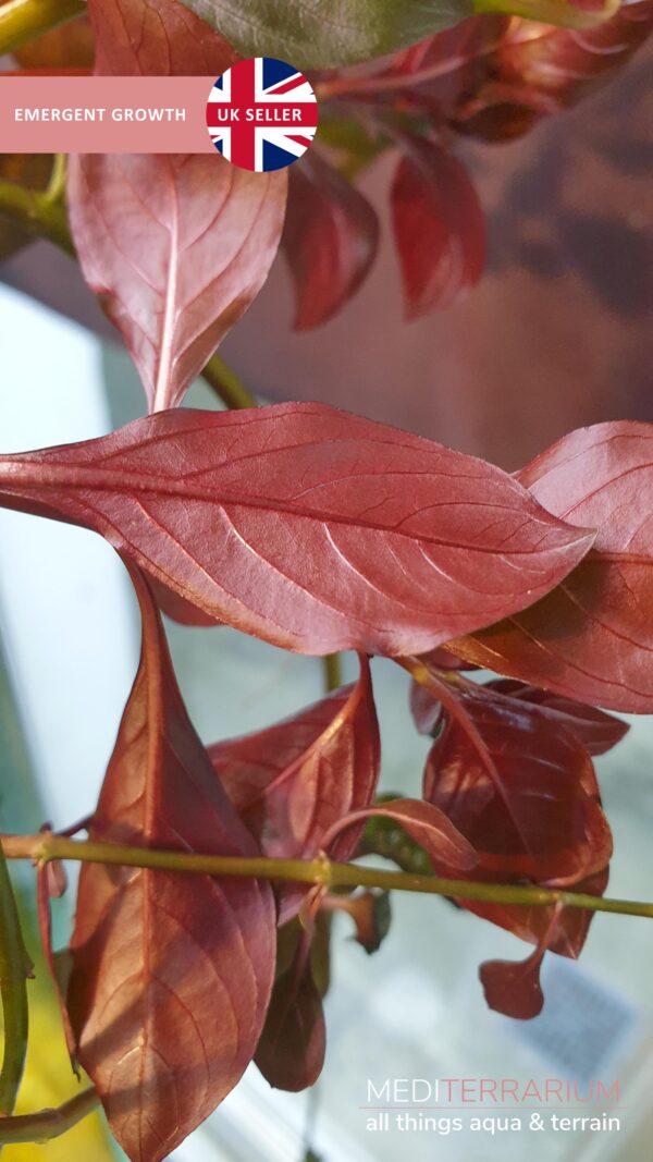 Ludwigia Repens Diamond Red - Tropical live aquarium plants with roots - Image 7